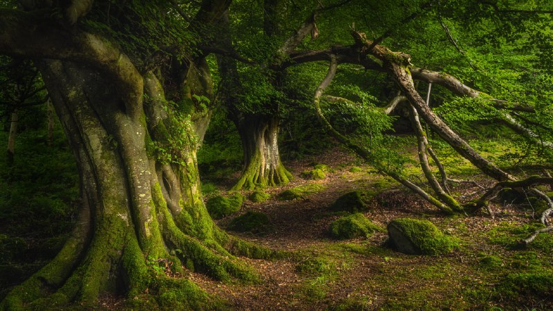 'Wood' you believe this view?Ancient beech tree, Glenariff Forest Park, County Antrim, Northern Ireland (© Dawid K Photography/Shutterstock)