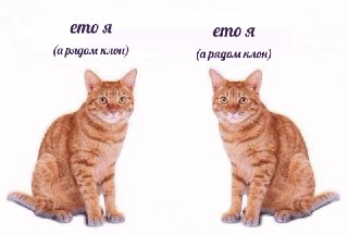Клонировать любимого кота или собаку: как устроено клонирование животных в России и какие могут быть подводные камни: https://lentach.media/yN84u
