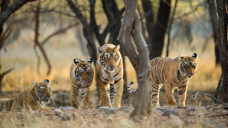 A comeback with clawsA family of Bengal tigers at Ranthambore National Park, Rajasthan, India (© Archna Singh/Shutterstock)