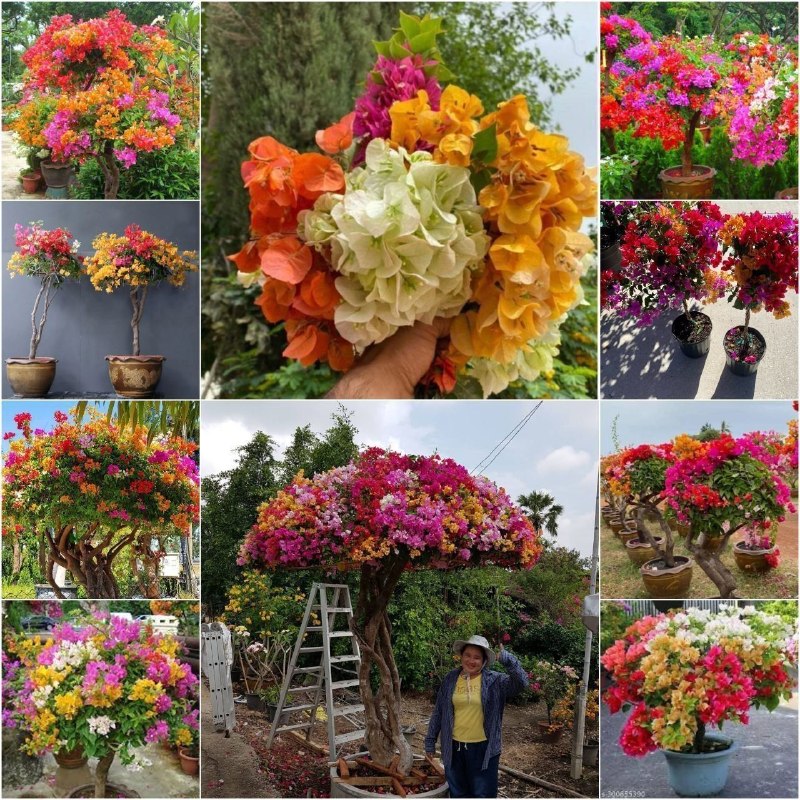 🌱 Forosh.nahal 🌱: 🌱 #گل_کاغذی_چندرنگ_هلندی (وارداتی).🌱 مدل خاص و کمیاب.🌱 تولید شده به روش کشت بافت. (اصیل تر،پرگل تر،مقاوم تر نسبت به قلمه