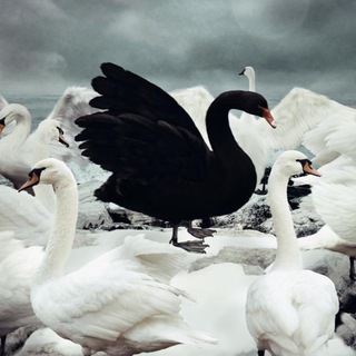 Неблокчейн Telegram Group Link