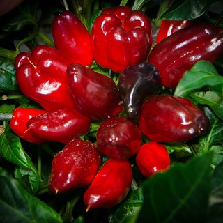 Capsaicin.Club