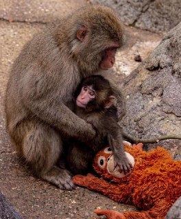 Весь мир следит за обезьянышем Панчем из зоопарка Итикавы, Япония.  Его бросила мать, и малыша вырастили смотрители. Позже Панча перевели в вольер к другим обезьянам, но сперва влиться в стаю он не смог. Чтобы хоть как-то заменить мать, Панчу подарили игру