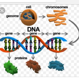 MEDICAL MICROBIOLOGY Telegram Group Link
