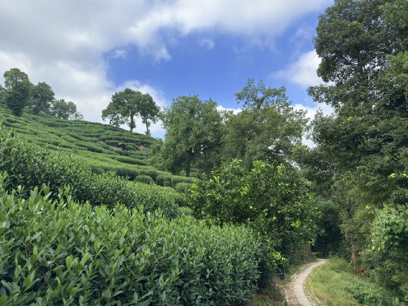 远离网络，沉浸式游走数日误入茶山，一览江湖远离网络，沉浸式游走数日误入茶山，一览江湖