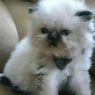 Keddy_persian_cats Telegram Group Link