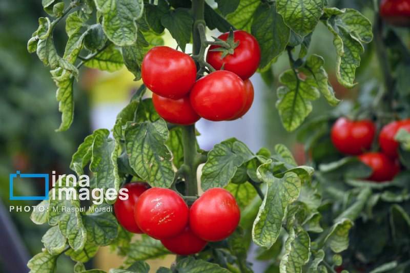 מימוש ייצור של 6.5 מיליון טון עגבניות / ההצעה להטלת מגבלות יצוא נדחתה