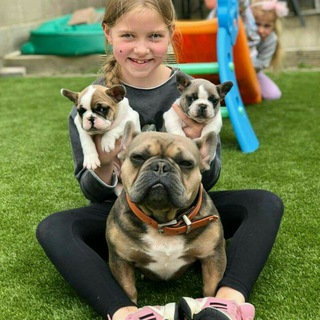 ✈️🐶@Global Healthy and Adorable Dogs for Sale/Adoption #USA.Gemany,Nederland,Portugal,Australia,Vietnam,malaysia,Finland,Uk Telegram Group Link