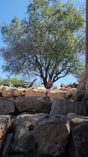 Settlers were hiding in the Al-Ain area, west of Ramallah, at the moment of the shooting attack, which caused the death of a settler.