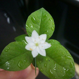 Telegram profile photo for Apokalipsis razumа