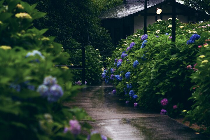 宇治、梅雨、紫陽花