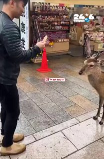 🇮🇱 ביפן אפילו האיילים מנומסים. בעיר נארה, האיילים המקומיים משתחווים למבקרים שמציעים להם עוגיות מיוחדות. ה…