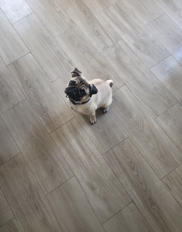 Продам щенка мопса 🐶 — фото 1