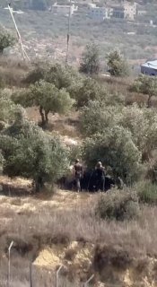 Settlers harvest the olives in Kfar Burin, south of Nablus.