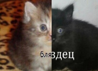 Жителю Курской области оторвало обе ноги и левую руку после того, как он поднял заминированную коробку, сообщил Хинштейн.«Ужасная трагедия в Глушковском районе. Пятидесятичетырехлетний мужчина поднял в лесополосе коробку, и произошла детонация. В результат
