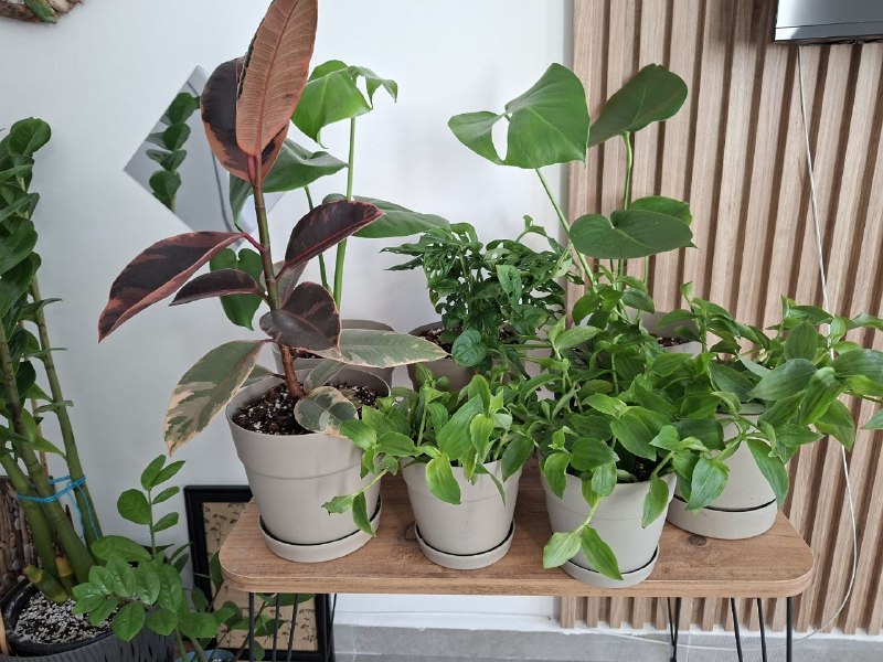 Продаю домашних любимцев в связи с обновлением интерьера. Это не магазинные растения «на стимулятора