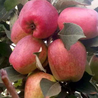 Warm climate Apple Nigeria 🍏🍎