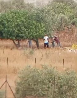 Like every day...settlers steal olives from the lands of the town of Deir Dibowan, east of Ramallah.