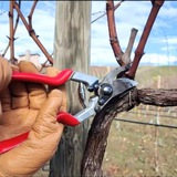 Бережная обрезка винограда🍇🪵