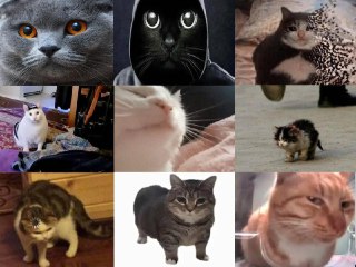 Отвлекитесь немного от новостей про Ближний Восток.Сегодня отмечается международный день кошек ❤️Не забудьте поздравить своего котейку и поделиться фоткой в комментариях