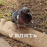 сКот и выродок Таршер