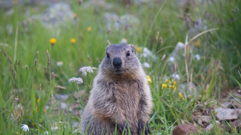 Weather or notYoung alpine marmot (© Jonas Fichtner-Pflaum/Getty Images)