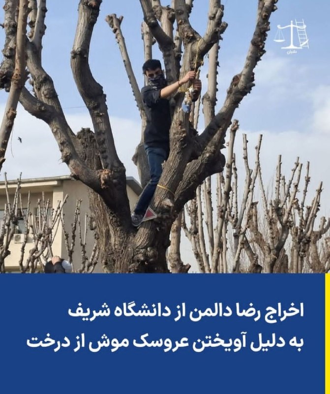 تنها صداست که می ماند: اخراج #رضا_دالمن از دانشگاه شریف به دلیل آویختن عروسک موش از درخت...رضا دالمن، ورودی سال ۱۴۰۲، دانشجوی کارشناسی ارشد مهن