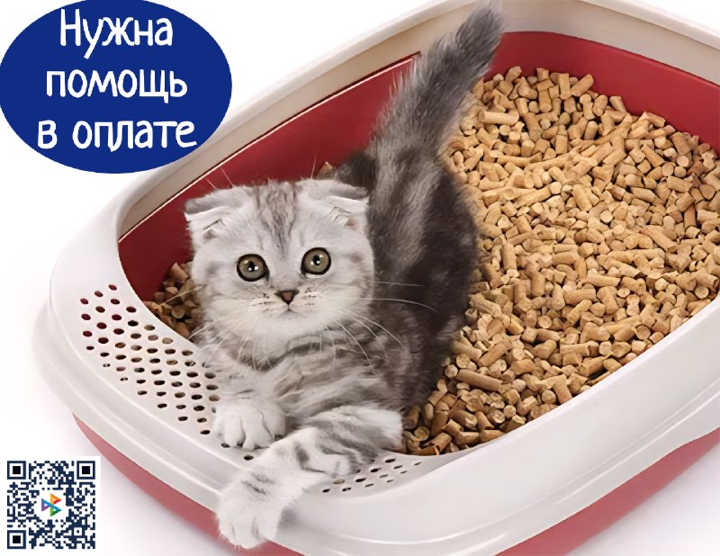 Дорогие друзья!
Приюту необходимо выкупить...