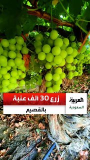 גבר סעודי נטע 30,000 עצי ענבים עם ילדיו בקאסים, ומייצר 250,000 קופסאות בשנה. צלב