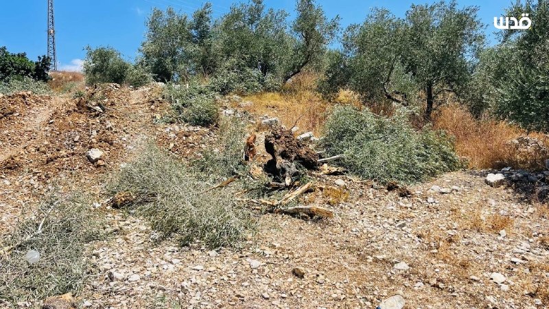 רשת חדשות ירושלים