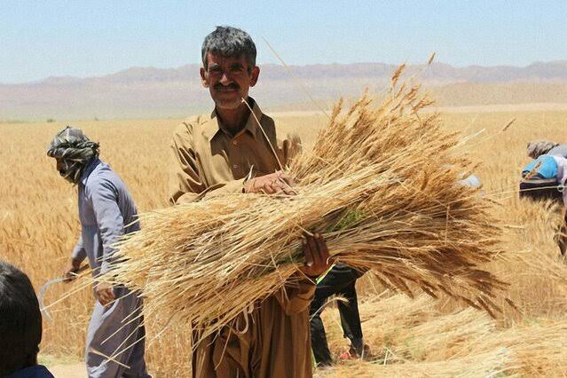 Kurdtodayکانال کوردتودی: ۸۵ هزار میلیارد ریال به گندمکاران کردستان پرداخت شد🔻رئیس سازمان جهاد کشاورزی کردستان: نخستین مرحله پرداخت مطالبات گندمکا