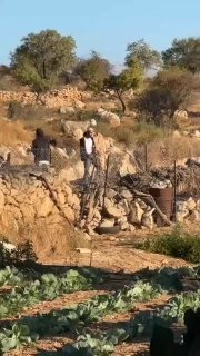 مستوطنون يخربون مزروعات في خلايل اللوز جنوب بيت لحم
