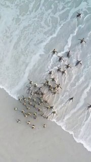 Every morning, king penguins march to the beach like commuters heading off to work.