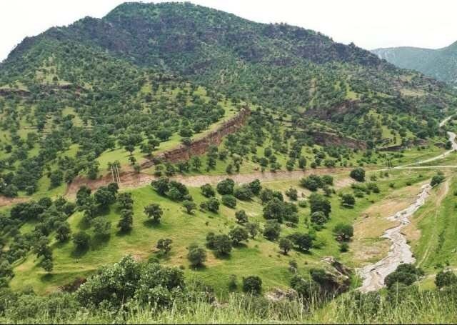 کانال اخبار استان زنجان: 🔻کمبود جنگلبان در عرصههای ملی ابهر 🔴 رئیس اداره منابع طبیعی و آبخیزداری شهرستان ابهر گفت: ۸۰ هزار هکتار عرصه ملی در ابه