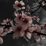 🌸𝓈𝒶𝓀𝓊𝓇𝒶🌸