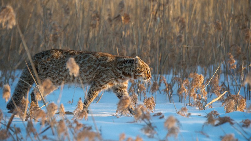 Patterns in motionAmur leopard cat, Russia (© Valeriy Maleev/naturepl.com)