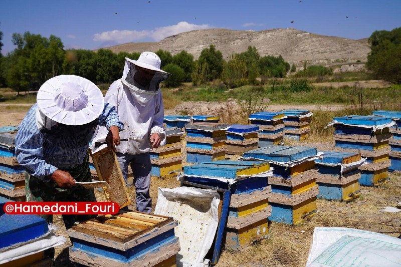 همدان فوری: تولید سالانه بیش از ۱۰۰۰ تن عسل در نهاوندمدیر جهاد کشاورزی شهرستان نهاوند با اشاره به تولید سالانه بیش از یکهزار و ۳۰۰
