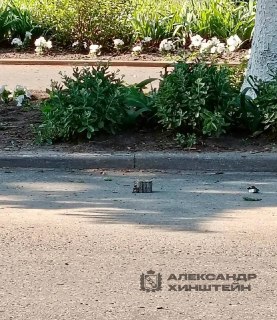 Подорвалась машина с сотрудниками администрации Рыльского района Курской области на мине в центре города — пострадали 4 человека.Взрывное устройство сработало дистанционно. Глава района Владимир Ковальчук получил минно-взрывную травму и осколочные ранения 