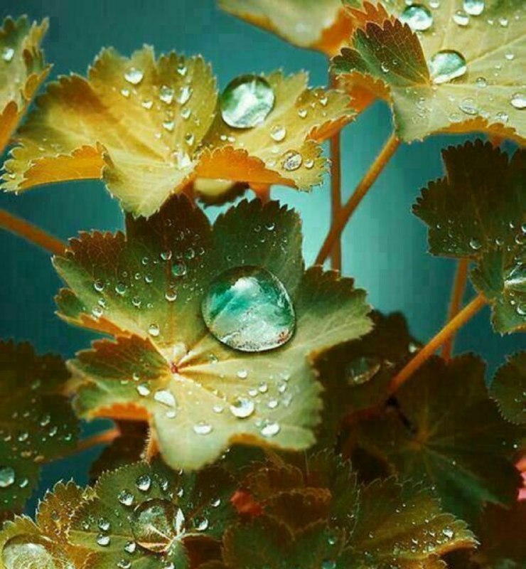 🕊🌹دنیای عاشقی🌹🕊: 🕊🌹نعمت آسمان فقط باران نیست...🕊🌹گاهی خدا رفیقی نازل میکند🕊🌹 زلالتر از باران...🕊🌹مخلص رفقای باوفا