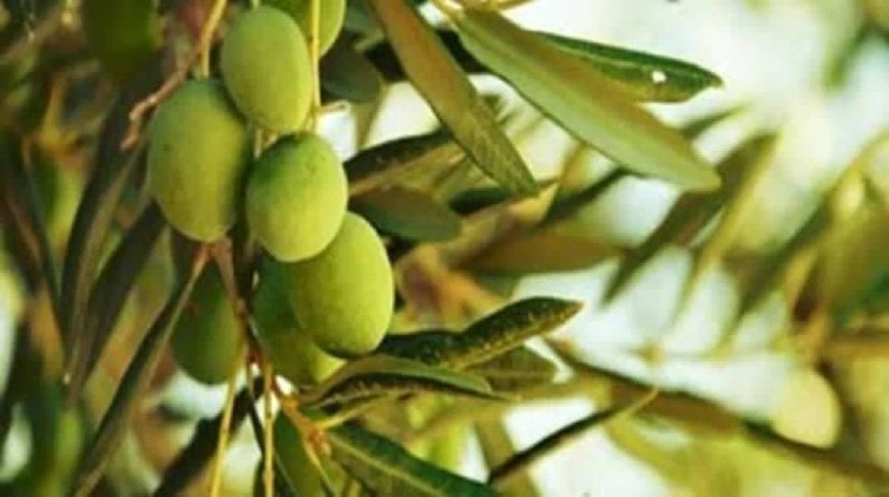 Iran Agriculture News: 🔰В Иране биологический метод снизил поражение оливок плодовой мухой примерно на 20 процентов 🔸Иранские исследователи раз