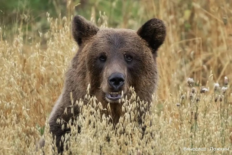Image from a post by Новости Ижевска и Удмуртии
