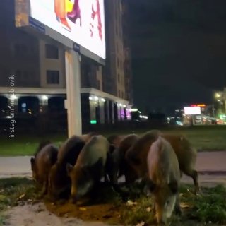 בורס מערערערו את הזרקות של הפרברים ואזור לנינגרד. הקרובן-המופיד הם כעת רק השיא של עונת ההזדווגות, והם הולכי…