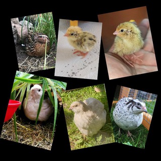 Wachteln 🐔🐥🐤🐣