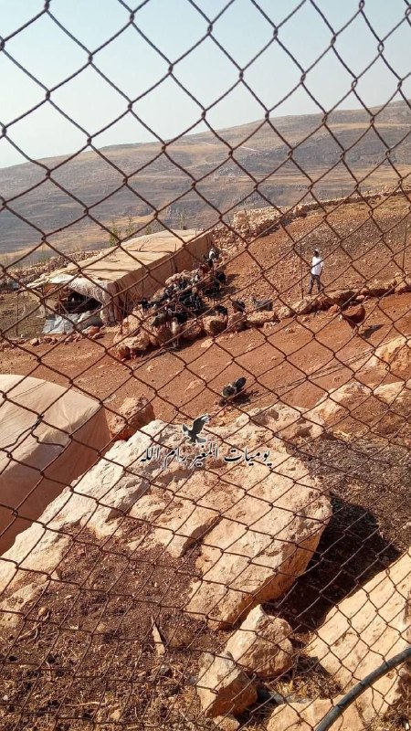 مستوطن يرعى أغنامه في أراضي دوما جنوب نابلس
