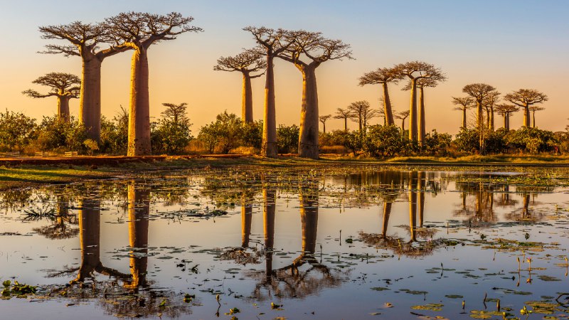 Baobab boulevardBaobab trees at sunset, Avenue of the Baobabs, Madagascar (© Framalicious/Shutterstock)