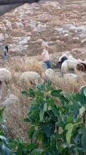 מתנחלים משחררים את בעלי החיים שלהם לאדמות פלסטיניות והורסים גדר המקיפה בית בפאתי הכפר דיר ג'ריר, מזרחית לרמ…
