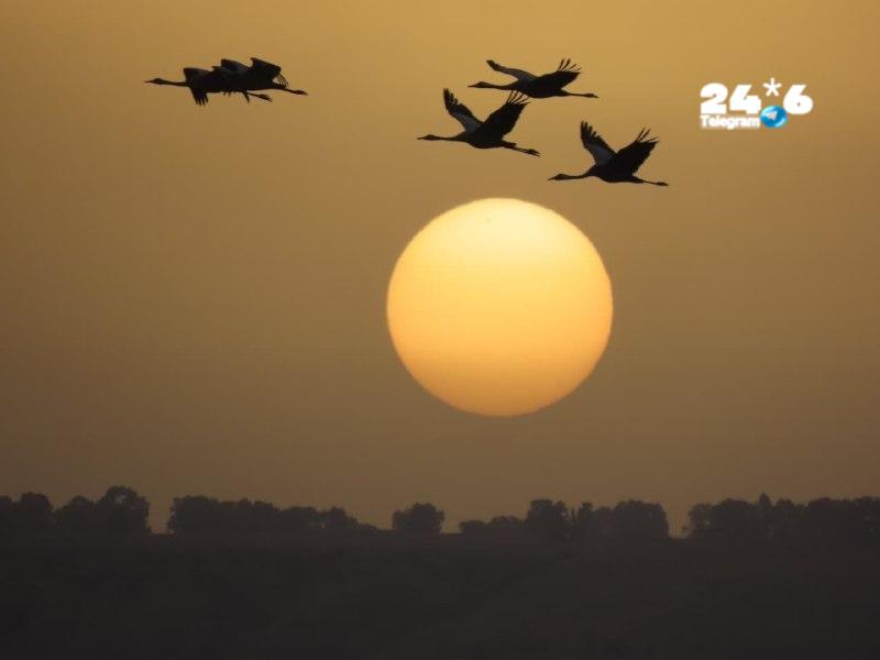 🇮🇱 14,200 עגורים נספרו הבוקר באגמון החולה, במסגרת עונת הנדידה, כך נמסר מקק"ל.