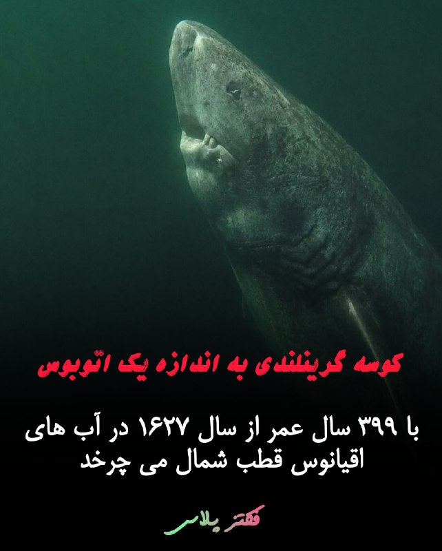 ویکی اسپیس: آن «سال تولد» در واقع یک تخمین است و با حاشیه خطای حدود ۱۲۰ سال همراه است؛ بنابراین داستان واقعی حتی از آن عددِ مرتب و د