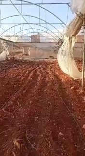 מתנחלים משחיתים חממות במהלך התקפתם על העיירה בית פוריק, מזרחית לשכם.