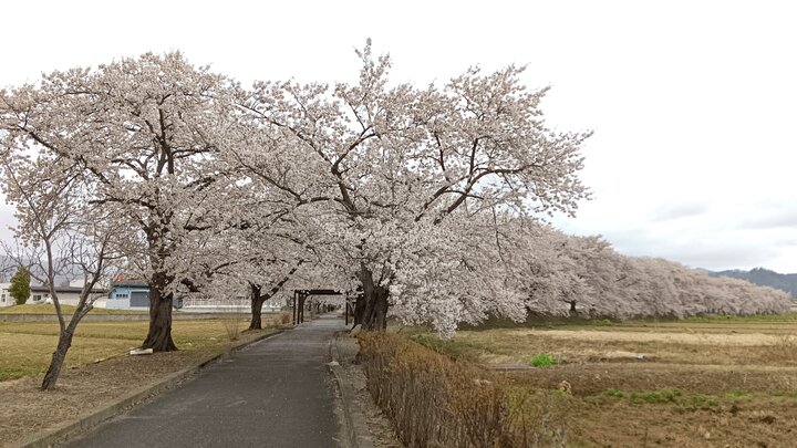 替它抱屈的櫻花隧道--騎單車賞櫻記
